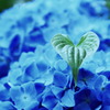 あじさいLOVE(^^)