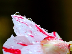 雨椿(^^)