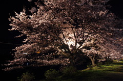 夜のお花見(^^)