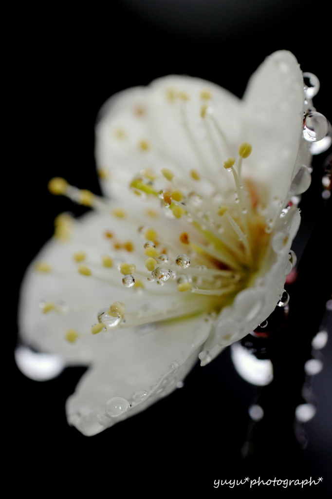 雨梅