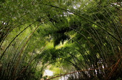 竹トンネル(^^)魚眼じゃないよ~ 竹トンネル(^^)魚眼じゃないよ~