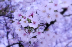 ラスト桜(^^)