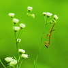 カマキリ