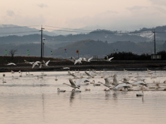朝焼けと白鳥さん(^^)