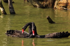 ♥♥♥愛しくて♥♥♥