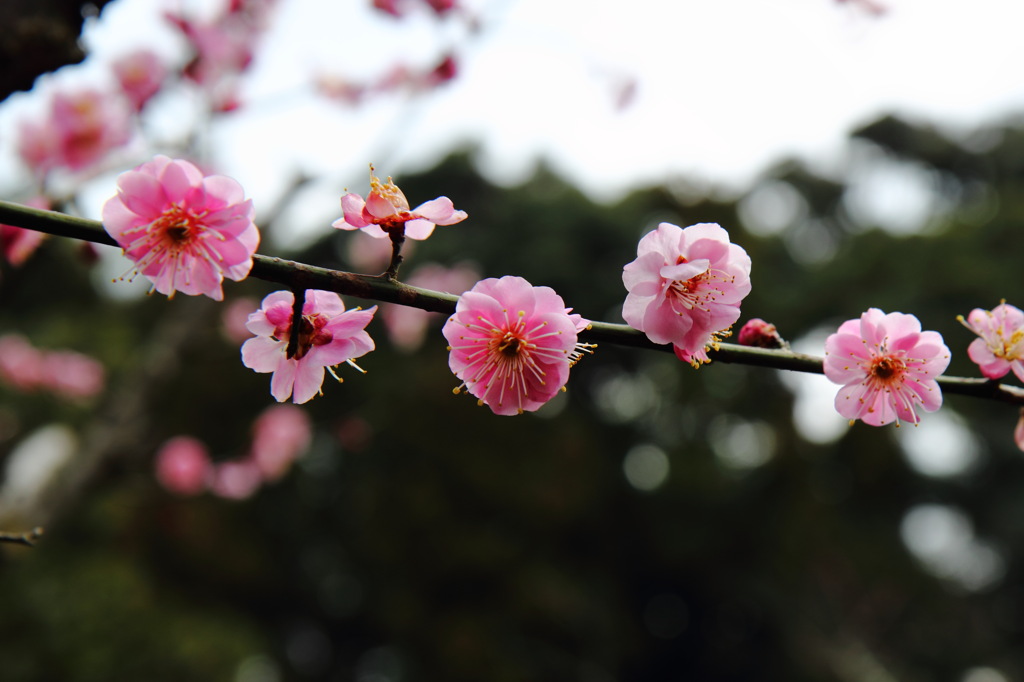 紅梅紅梅紅梅(^^)