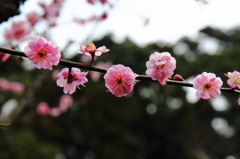 紅梅紅梅紅梅(^^)