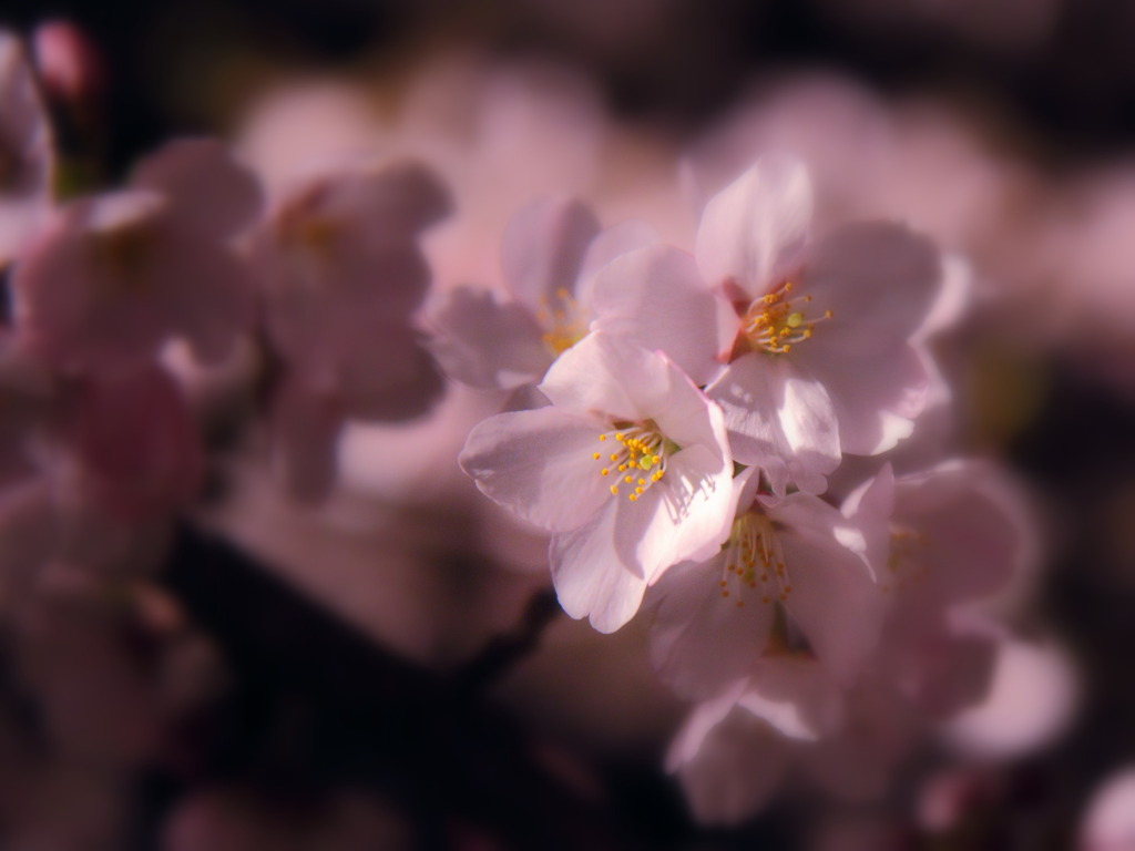 夜のべっぴんさん(^^)