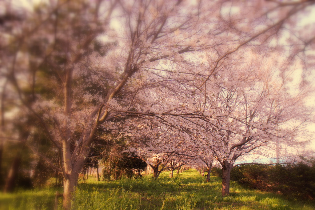 夕時の干拓桜(^^)