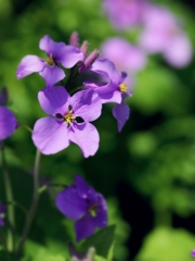 ♪野に咲く花のよ～に(^^)