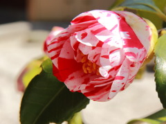 ジェラート開花(^^)