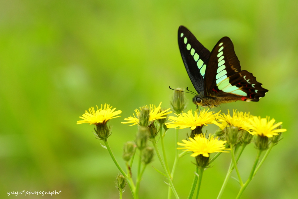 Blue Butterfly