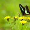 Blue Butterfly