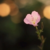 黄昏一輪