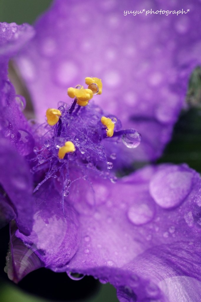 purple dot