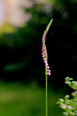 ねじばなネジバナ(^^)