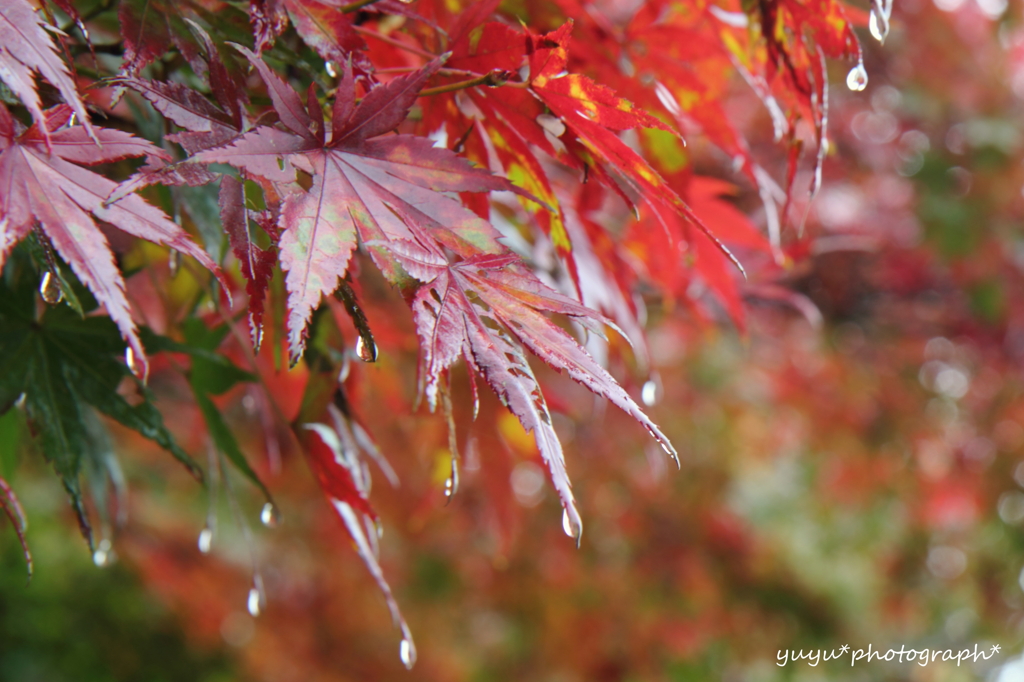 雨もみじ^^