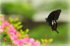 どの花にしようかしら？