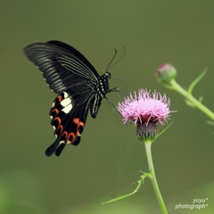 black butterfly