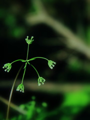 森の妖精発見(^^)