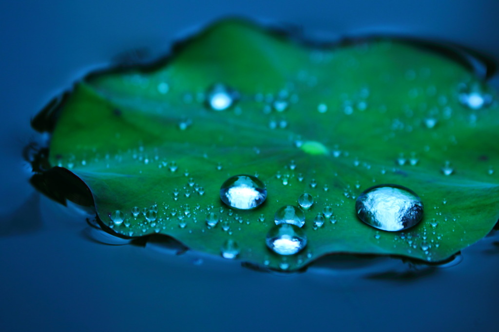 梅雨の蓮(^^)