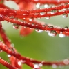 雨上がりの宝石