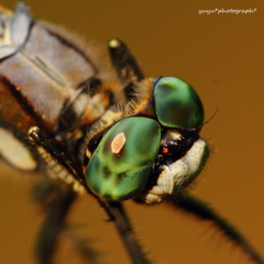 green teardrop