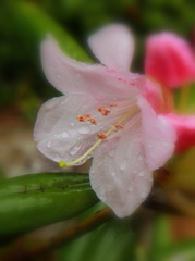 しゃくなげ開花(^^)