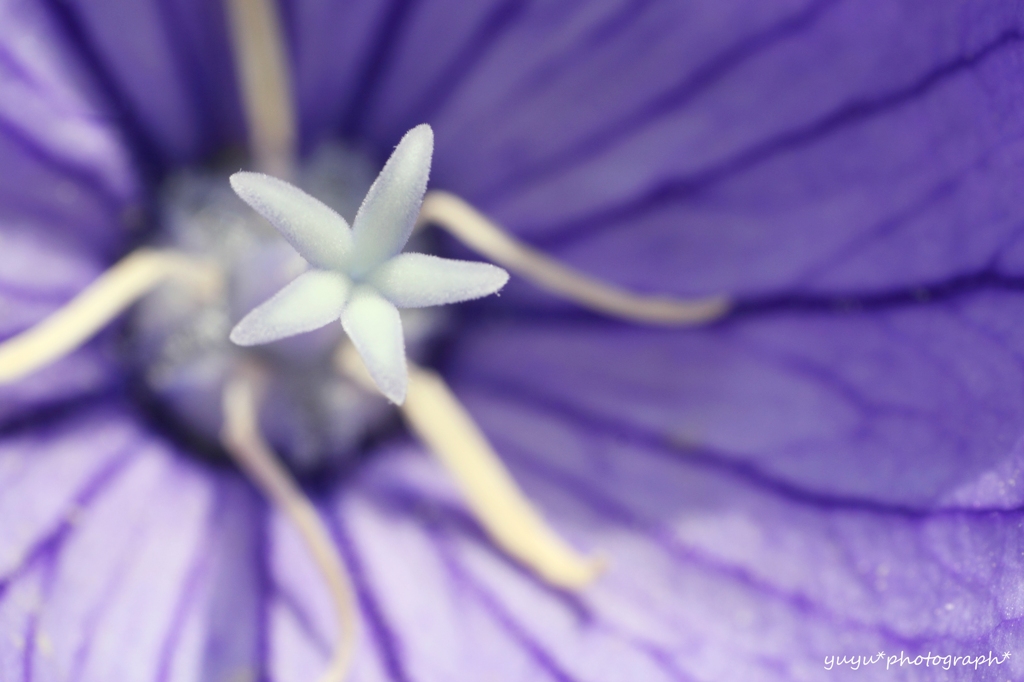 花ヒトデ