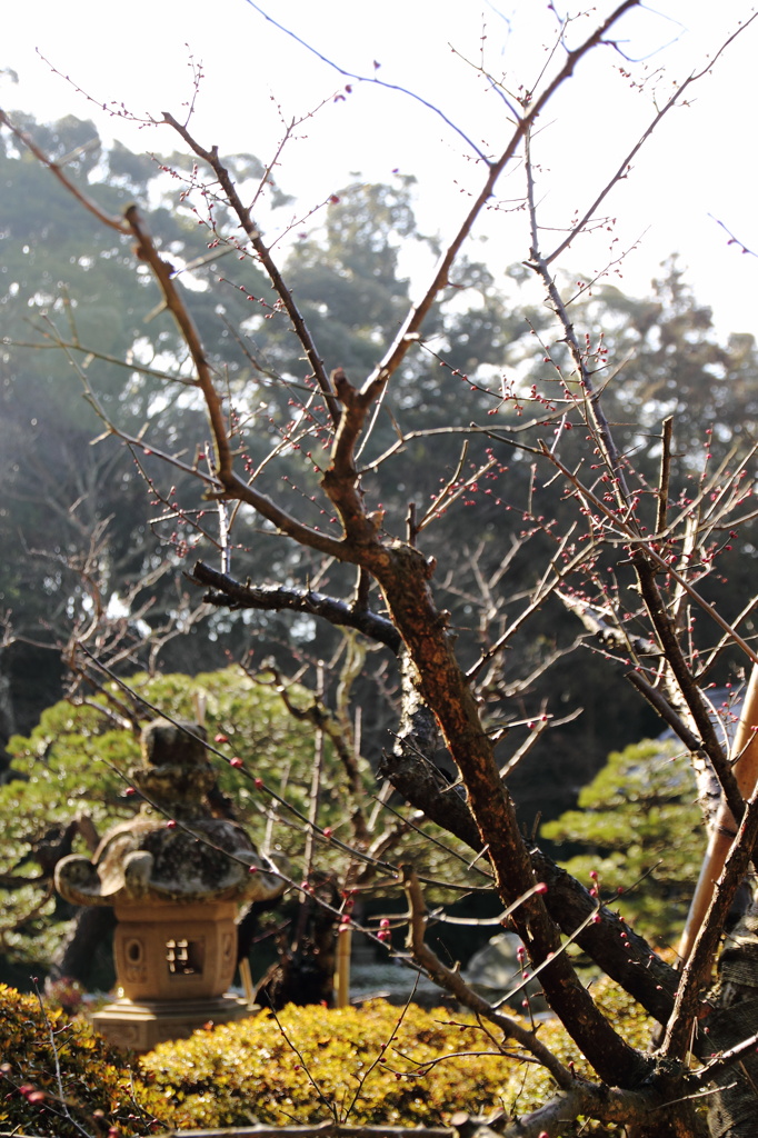 ♪春よこい！はーやくこい！
