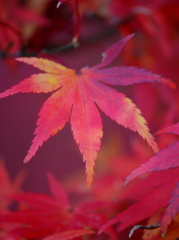 まっ赤だなぁ～♪