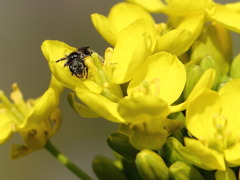 菜の花とモンスター(^^)