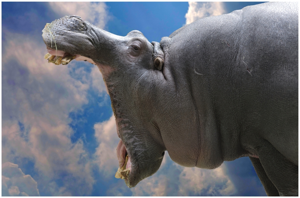 Hippo in the Sky