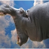 Hippo in the Sky