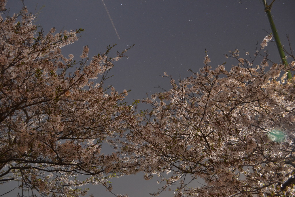 夜桜