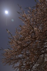 夜桜