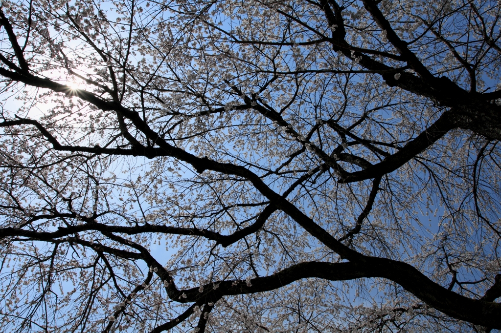お花見(お昼ね)日和