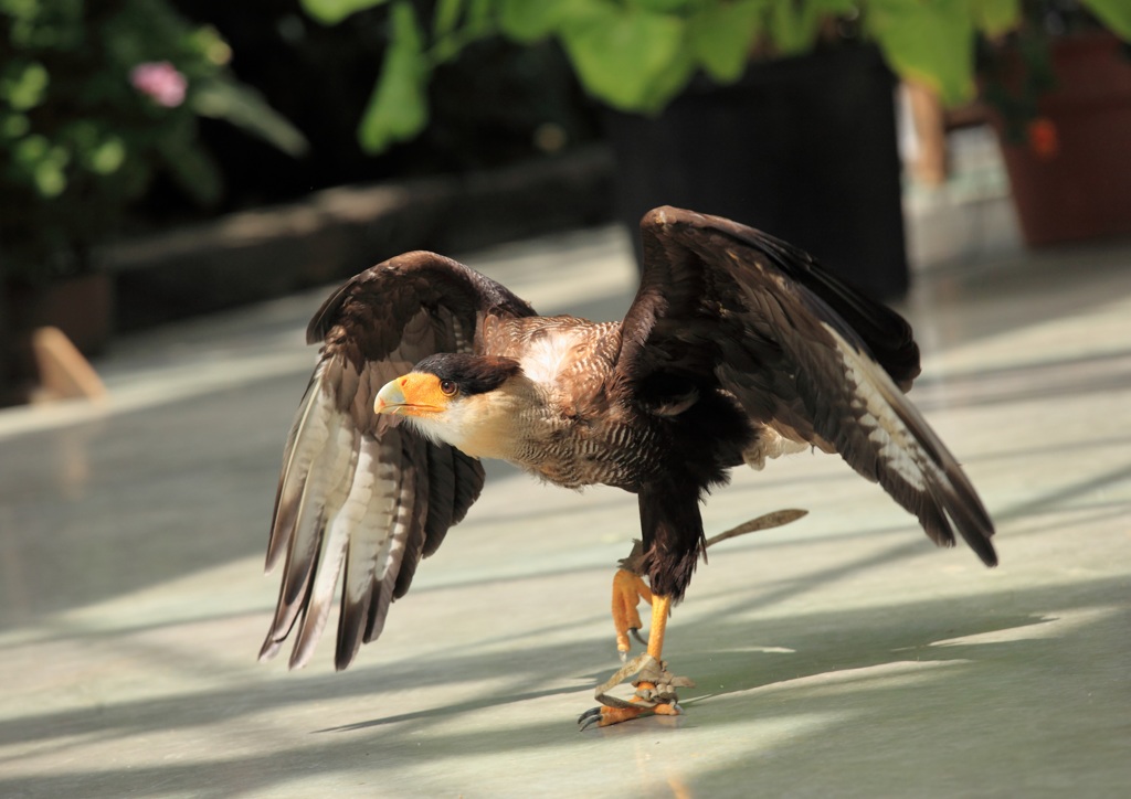 掛川花鳥園#5