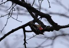 2014年野鳥シーズン到来