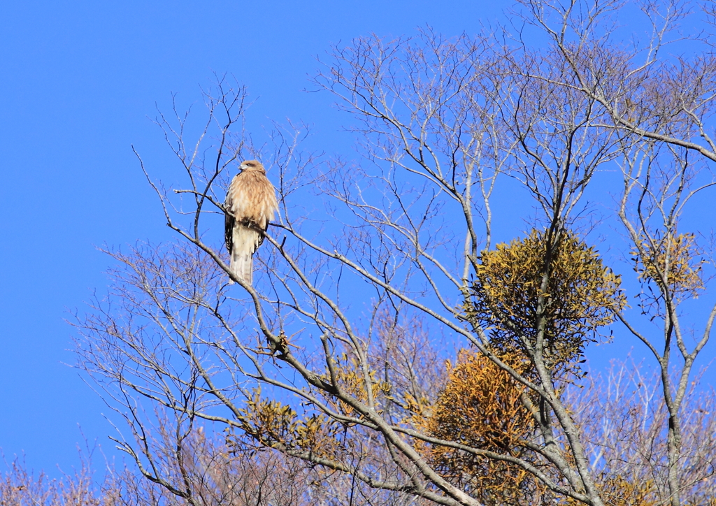 そこから冨士山を撮りたいな～