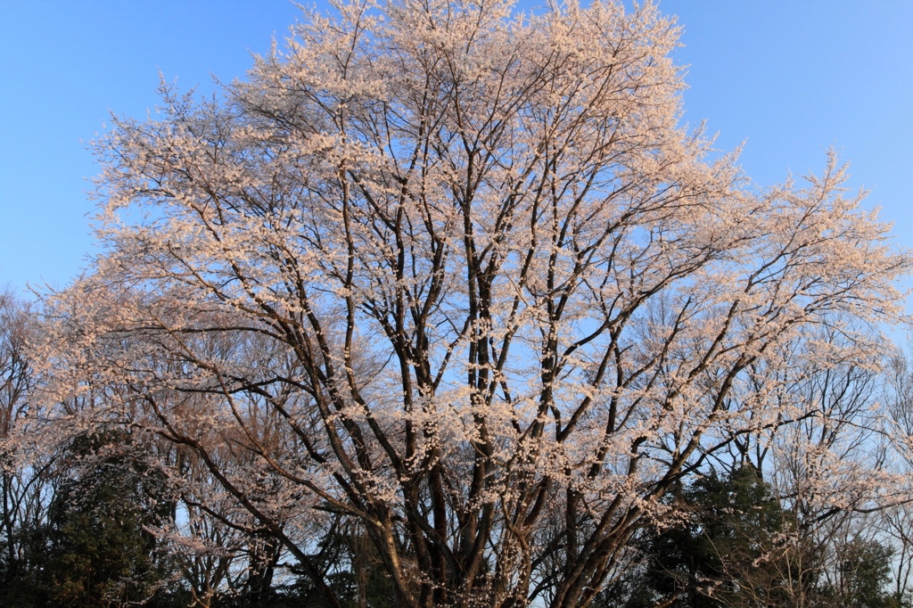 朝日の江戸彼岸