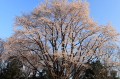 朝日の江戸彼岸