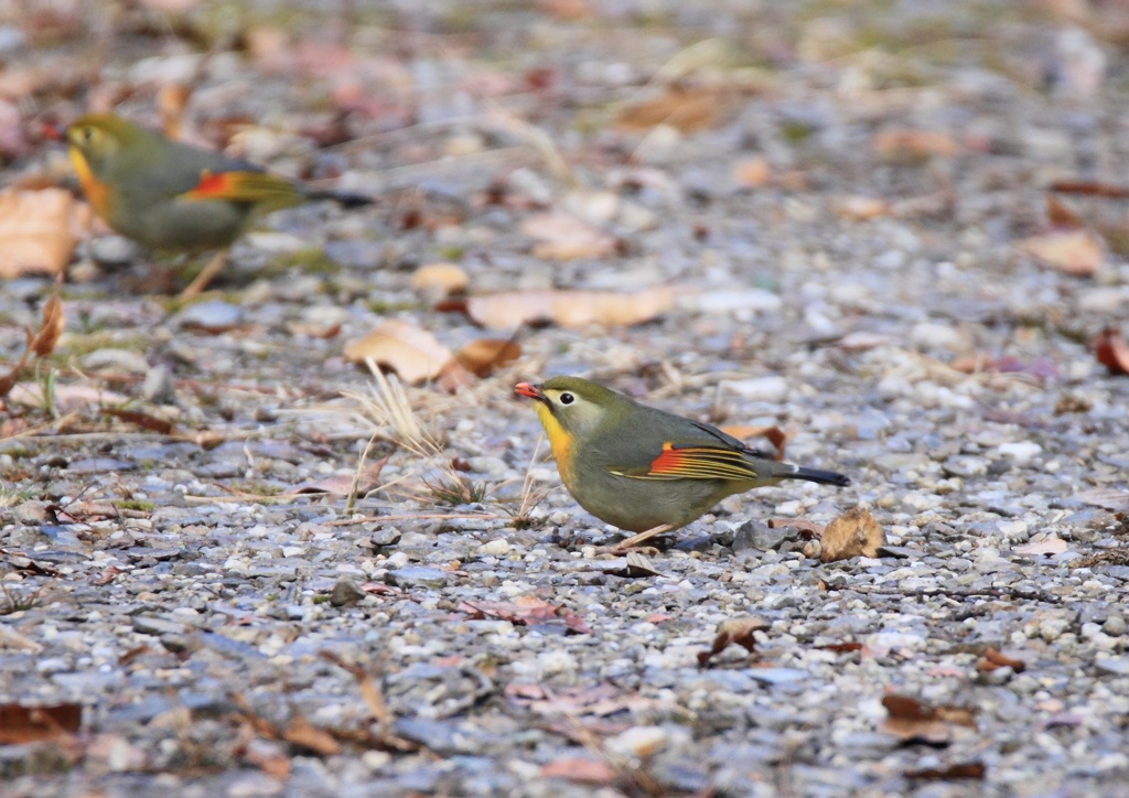 初見！ソウシチョウ