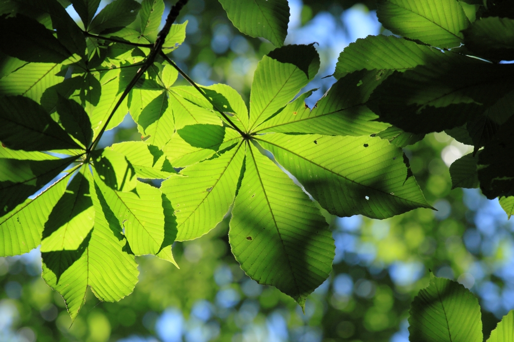 木漏れ日に一息