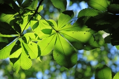 木漏れ日に一息