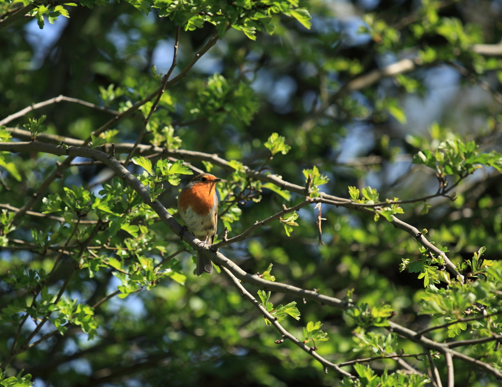 海外遠征？ Hyde Park #1