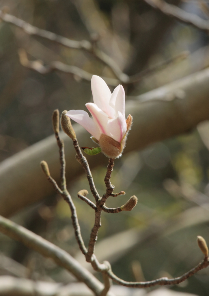 大好きな花