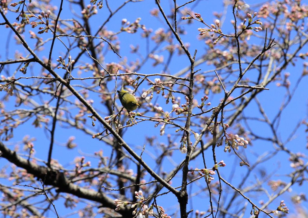 開花待つ