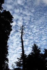 うろこ雲に黒一線