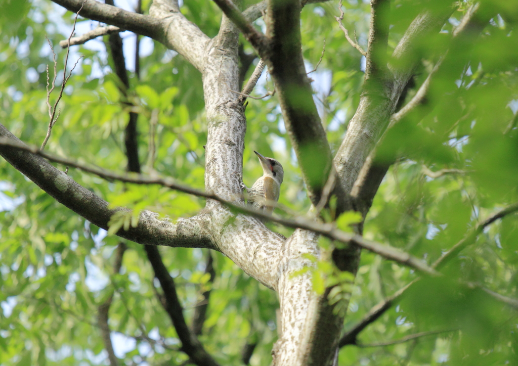 初夏の幼鳥